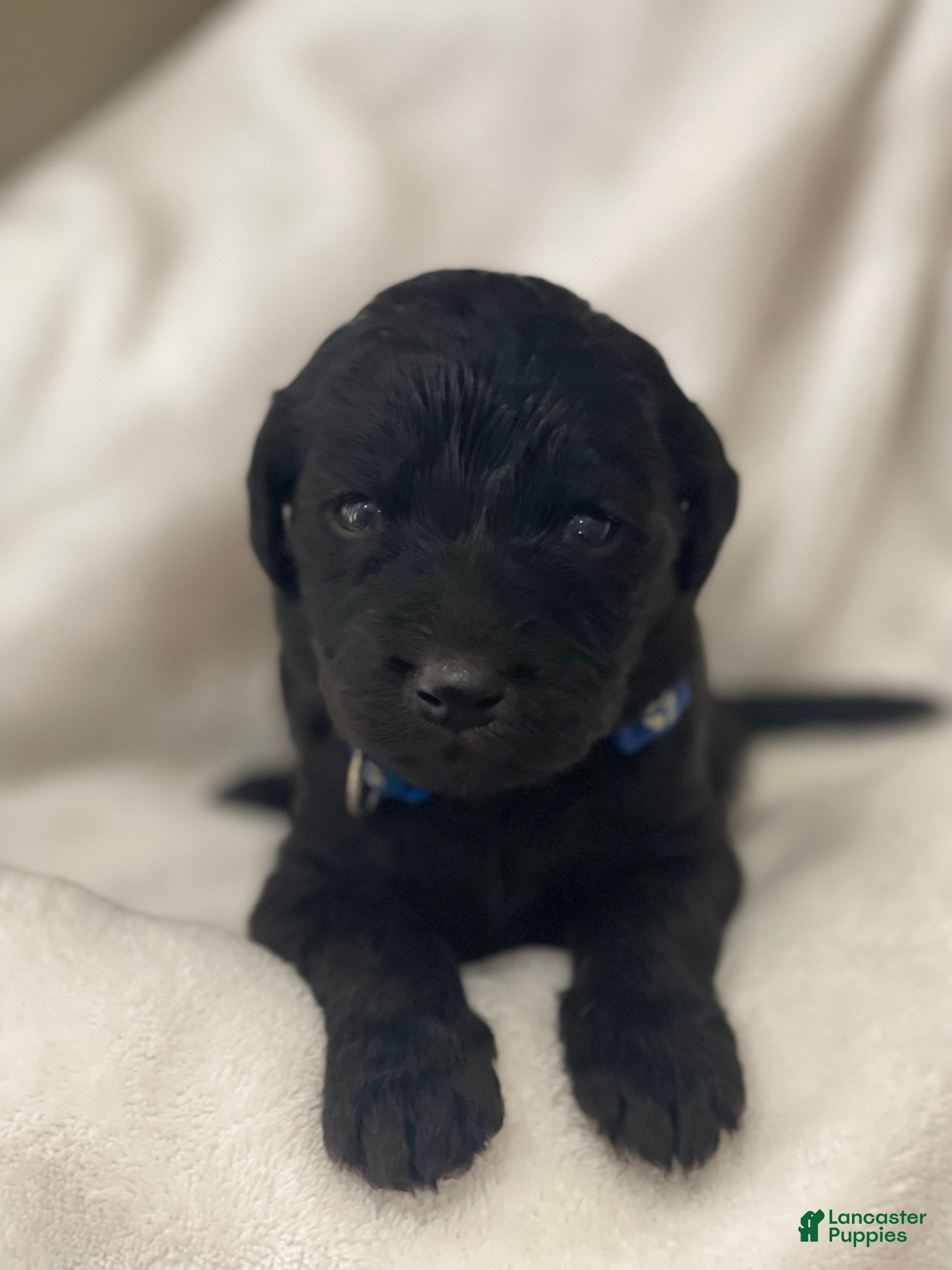 Goldendoodle dogs Blue Collar Male - Ad 14