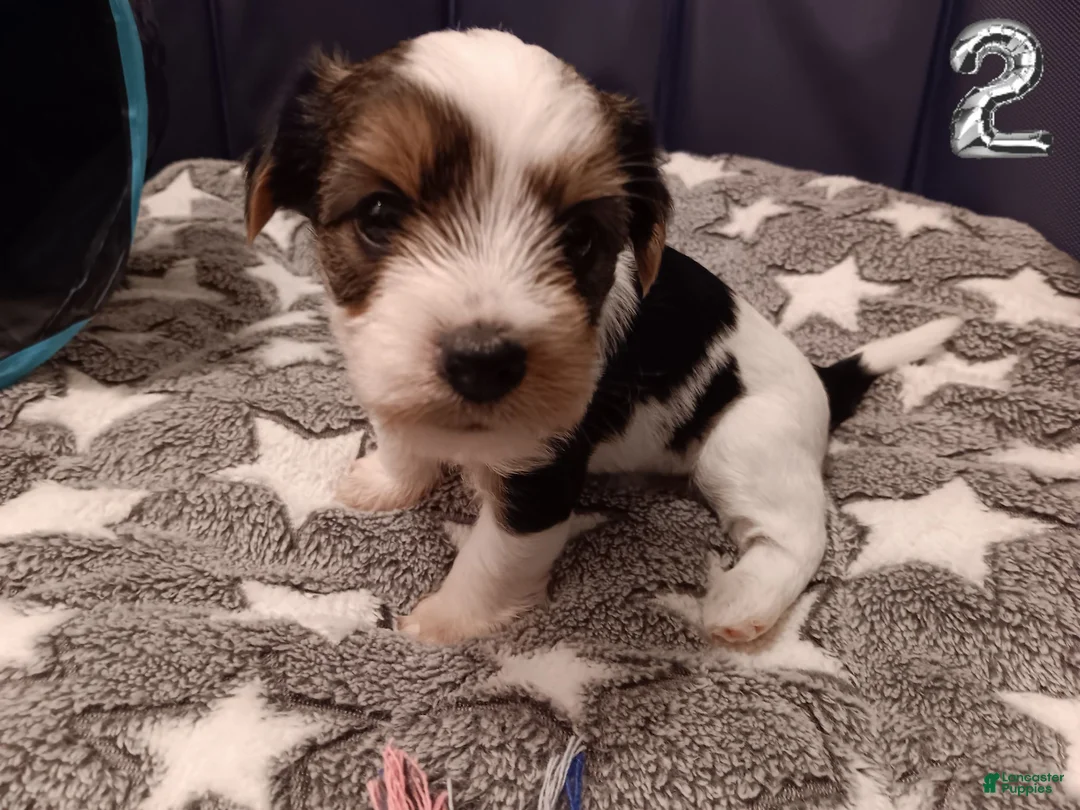 Mixed Breed dogs for sale: Pumpkin - Ad 2