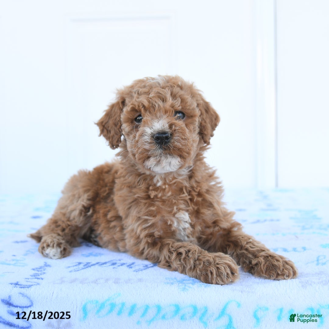 Miniature Poodle dogs for sale: Birdie - Ad 4