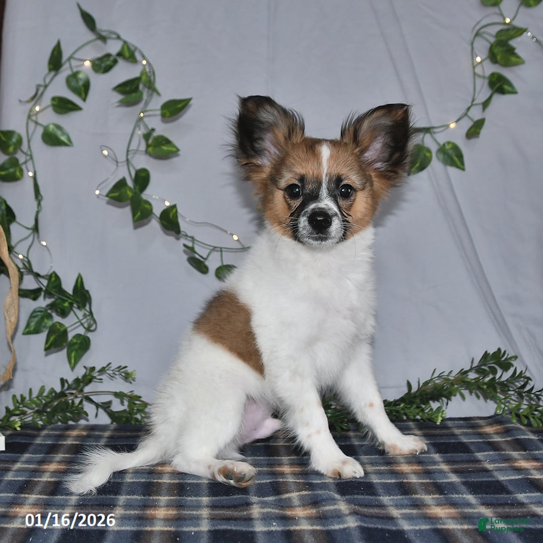 Papillon dogs for sale: Oliver - Ad 5