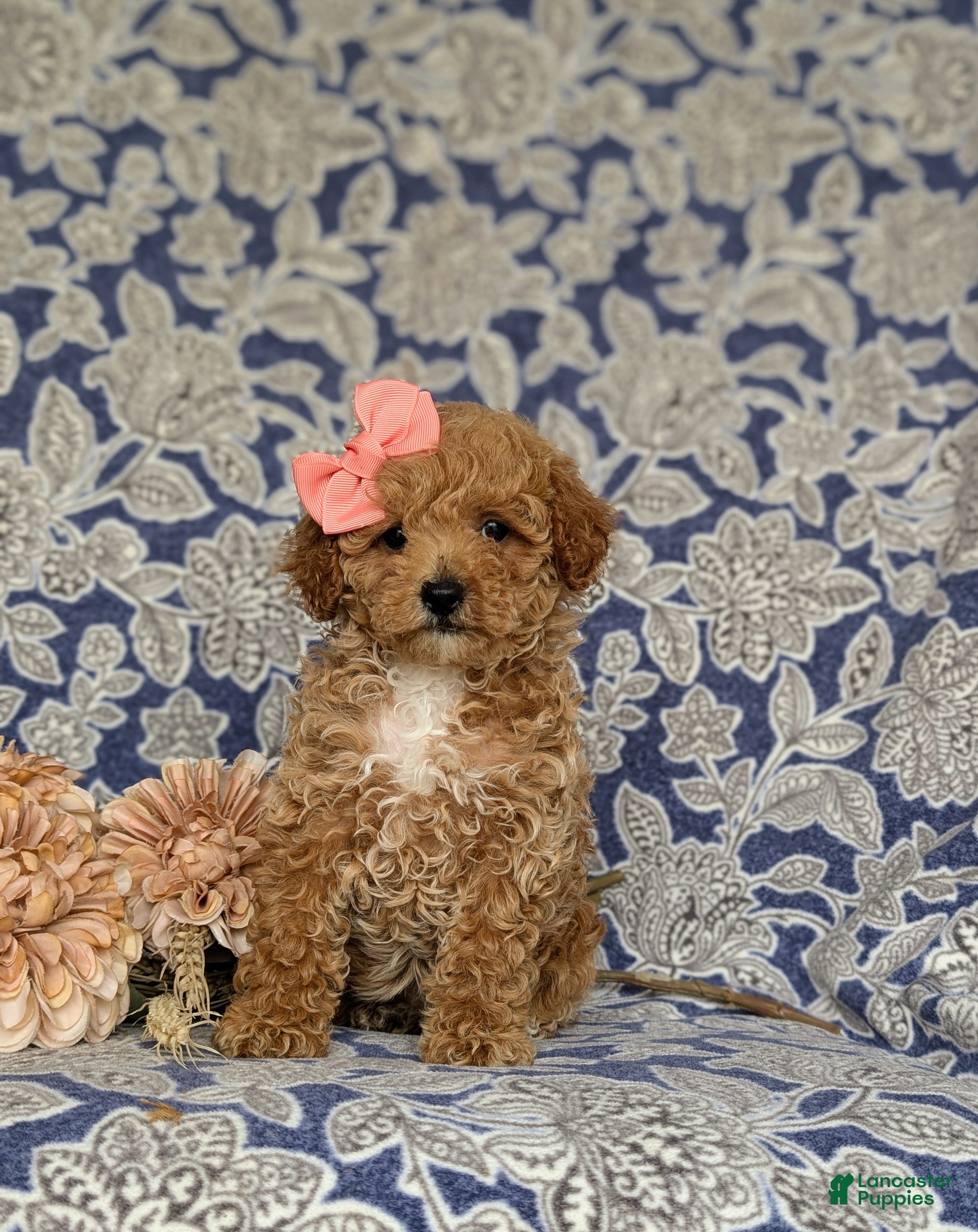 Miniature Poodle dogs for sale: Priscilla - Ad 4