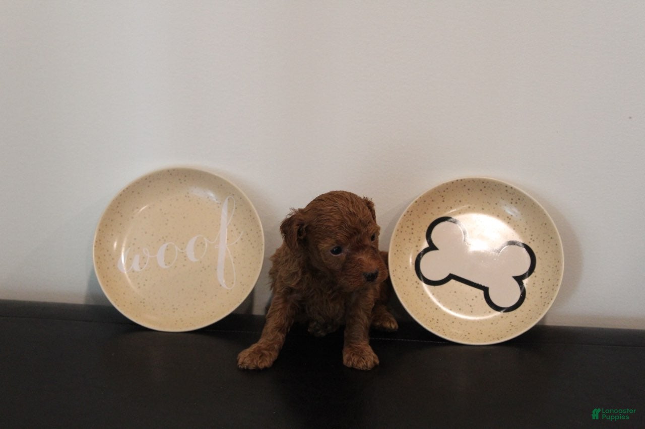Mixed Breed dogs Solid Red Male - Ad 1