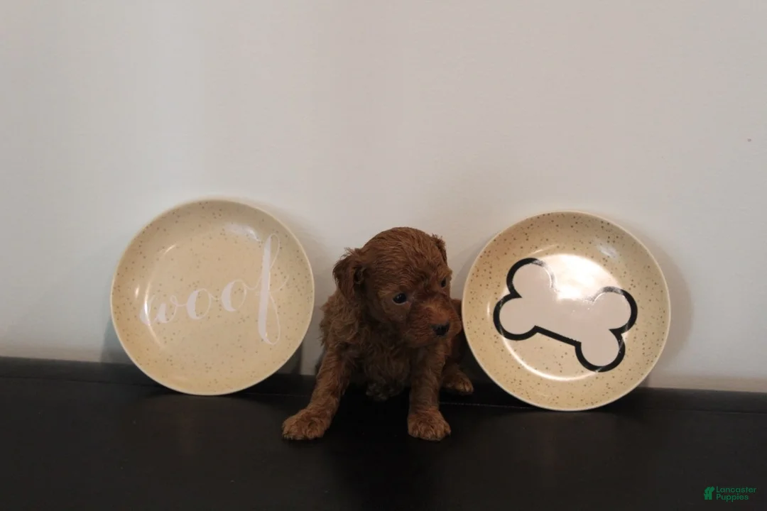 Mixed Breed dogs for sale: Solid Red Male - Ad 1