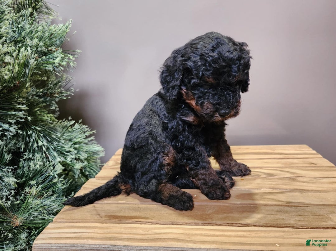 Mini Bernedoodle dogs for sale: Klaus - Ad 11