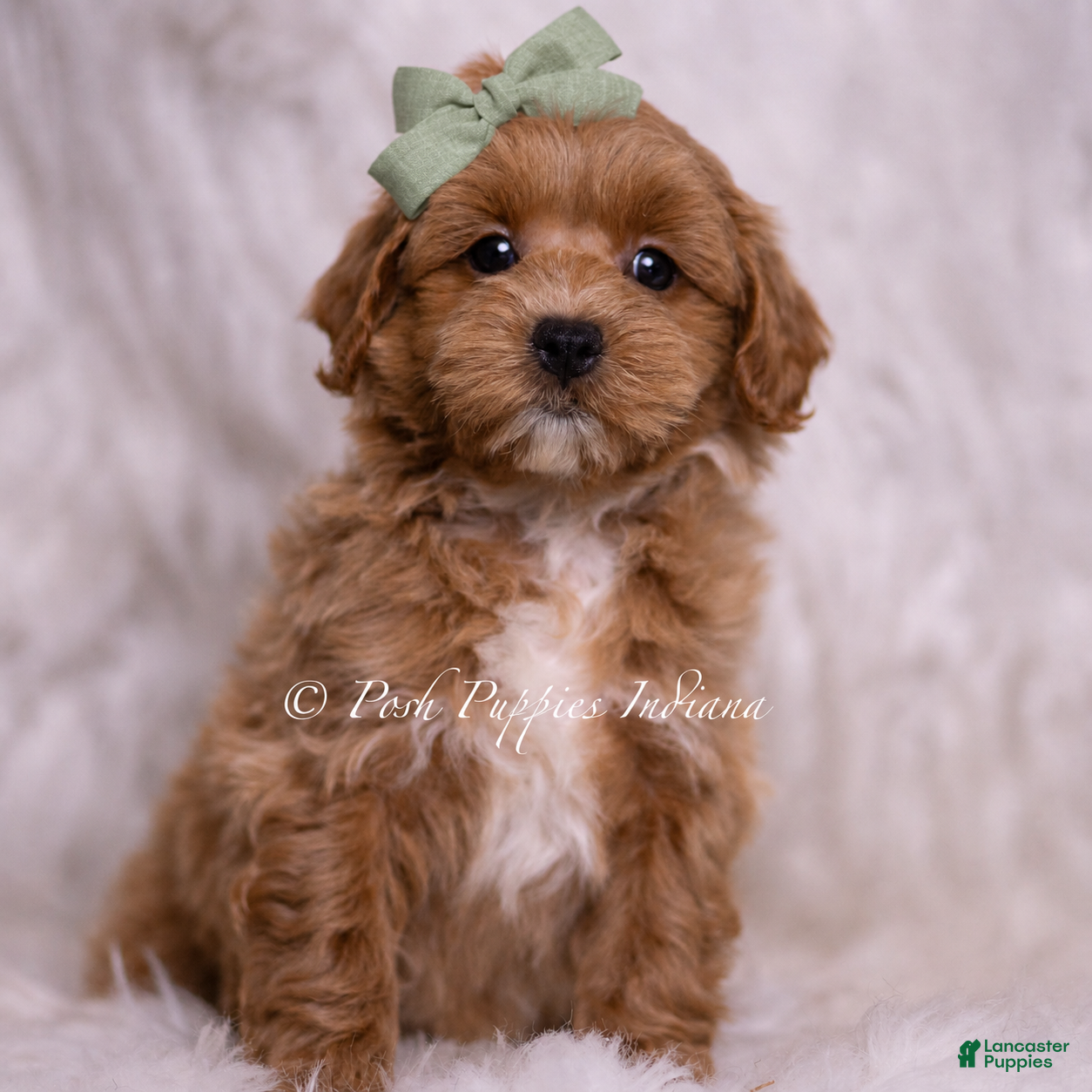Maltipoo dogs Jude - Ad 13