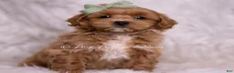 Maltipoo dogs for sale: Jude - Ad 2