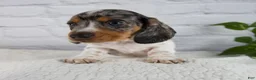 Miniature Dachshund dogs for sale: Hans - Ad 4