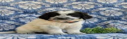 Mixed Breed dogs for sale: Moore - Ad 4