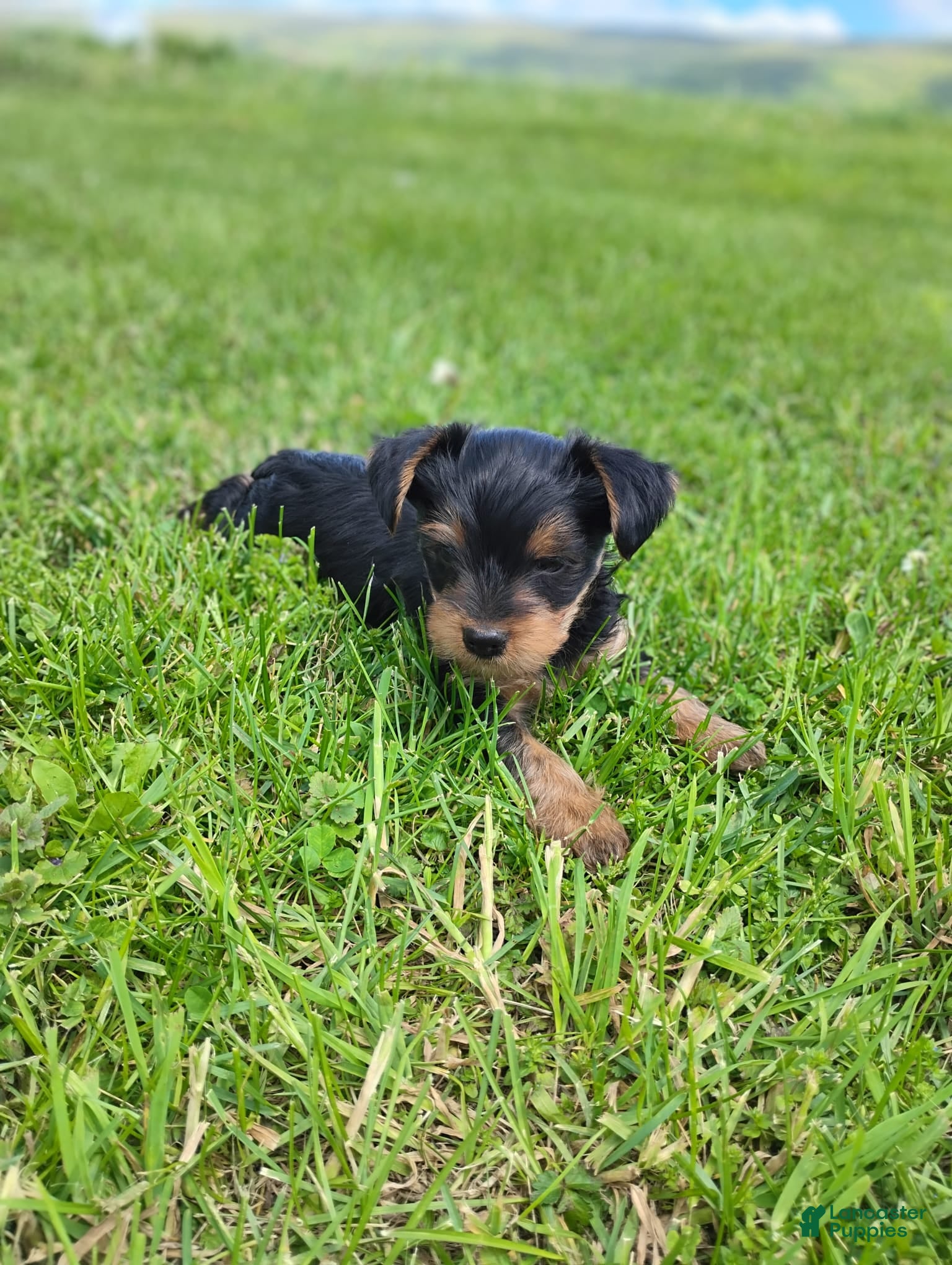 Yorkshire Terrier dogs for sale: Buddy - Ad 3