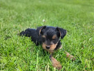 Yorkshire Terrier dogs for sale: Buddy - Ad 3