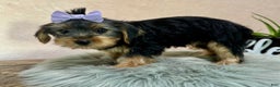 Yorkshire Terrier dogs for sale: Hallie - Ad 32