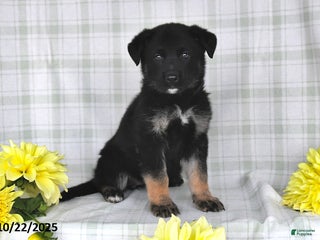 German Shepherd dogs - Ad 13