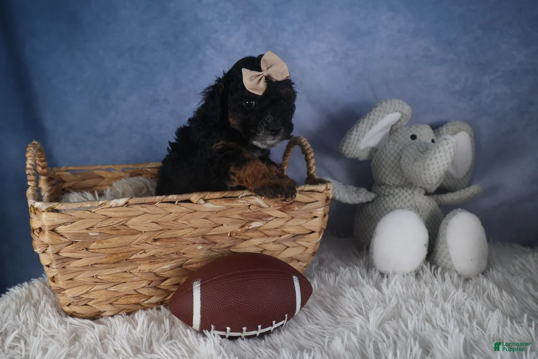 Miniature Poodle dogs for sale: Romeo - Ad 5