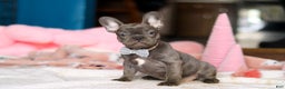 French Bulldog dogs for sale: Jackie - Ad 2