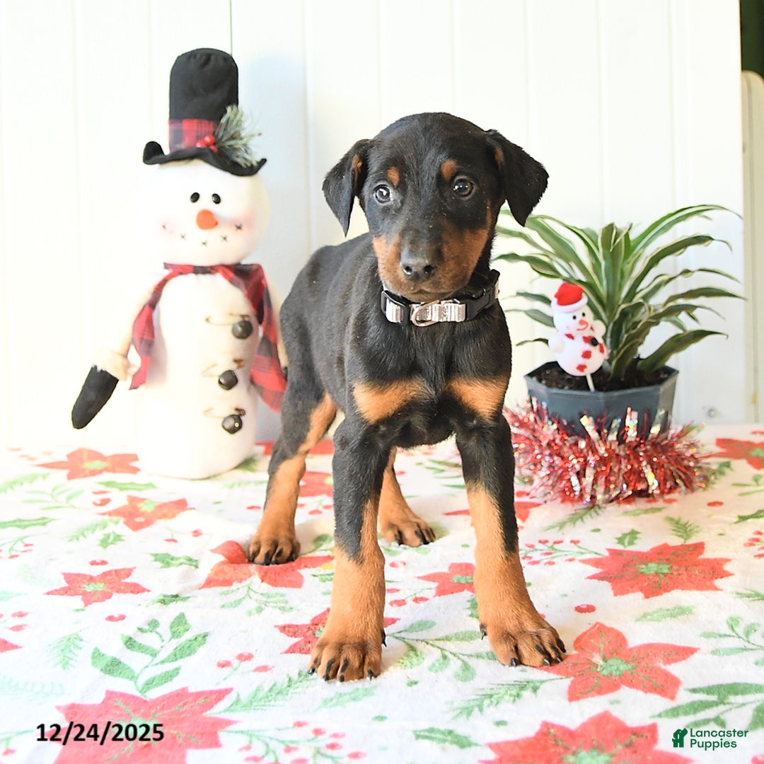 Doberman Pinscher dogs for sale: Brody - Ad 2