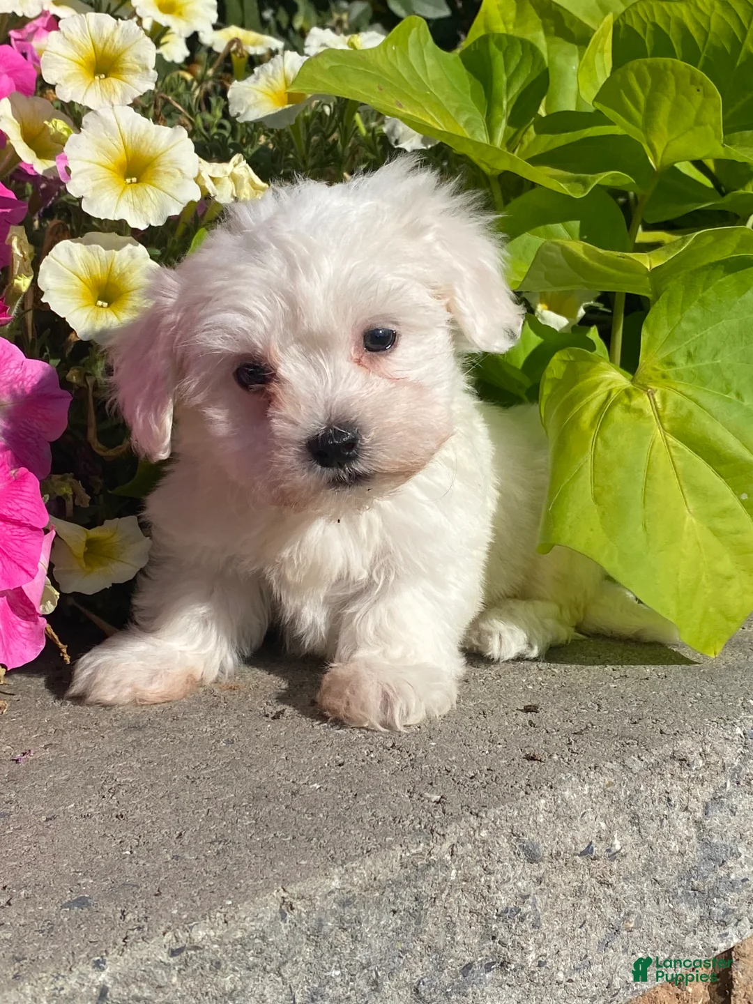 Coton De Tulear dogs for sale: Charles  - Ad 12