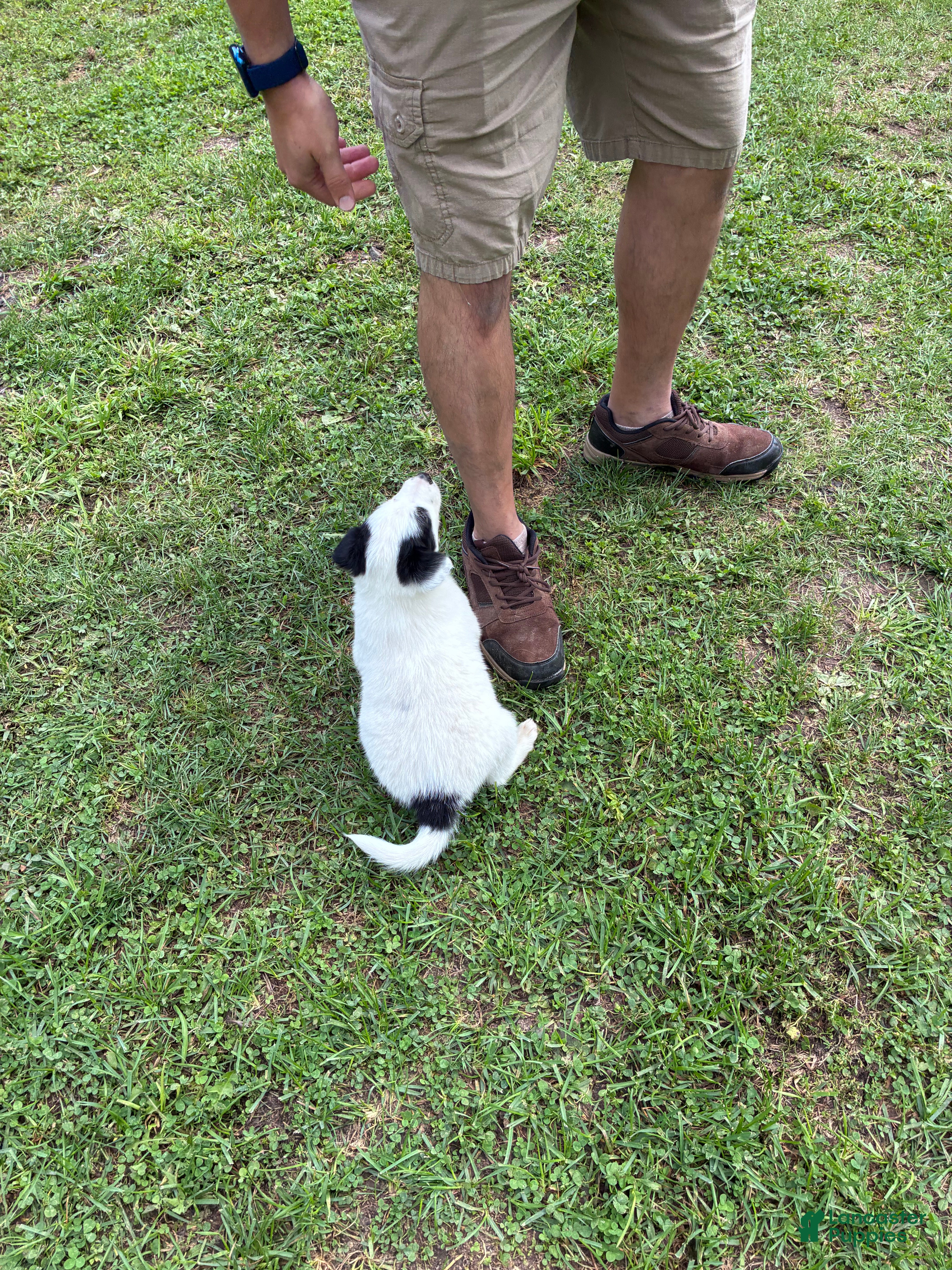 Mixed Breed dogs Badger - Ad 2