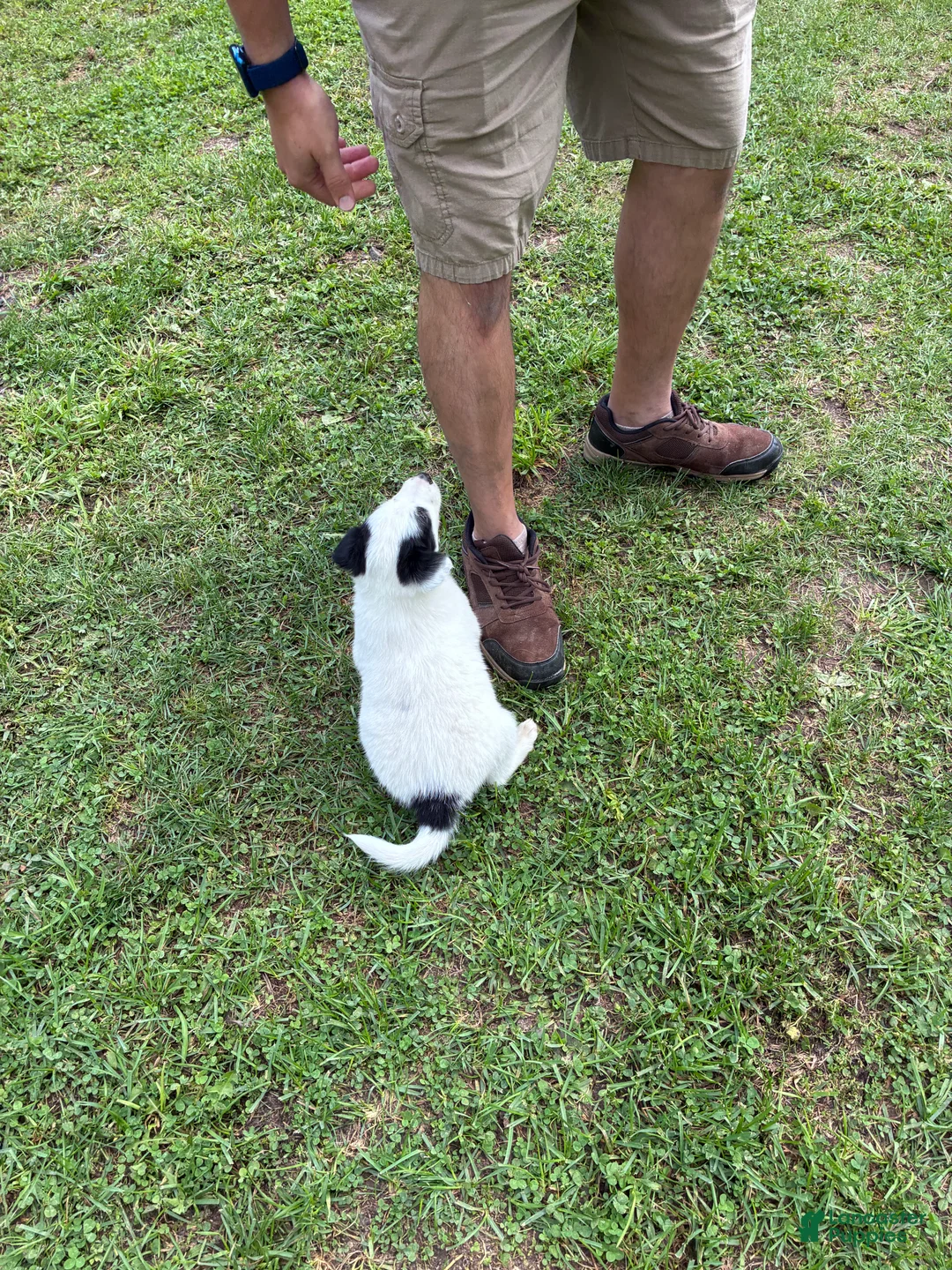 Mixed Breed dogs for sale: Badger - Ad 2