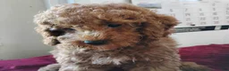 Cavapoo dogs for sale: Kola Bear - Ad 4