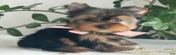 Yorkshire Terrier dogs for sale: Freya - Ad 10