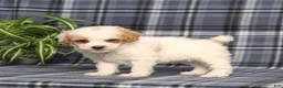 Miniature Poodle dogs for sale: X-Man - Ad 4
