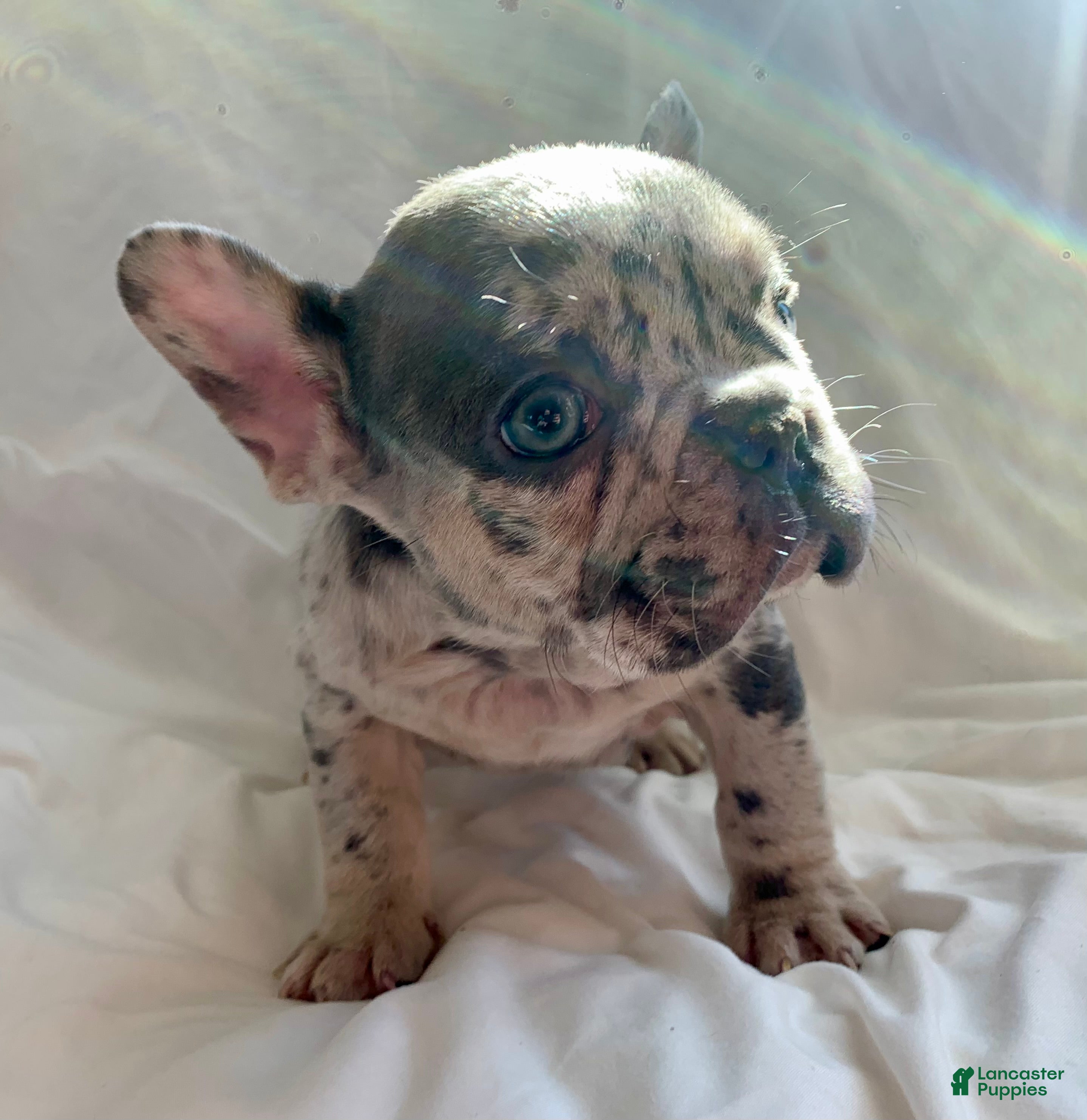 French Bulldog dogs Theo - Ad 24