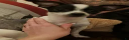 Chihuahua dogs for sale: Chiweenie  - Ad 15