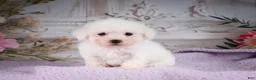 Bichon Frise dogs for sale: AKC-Ringo - Ad 5