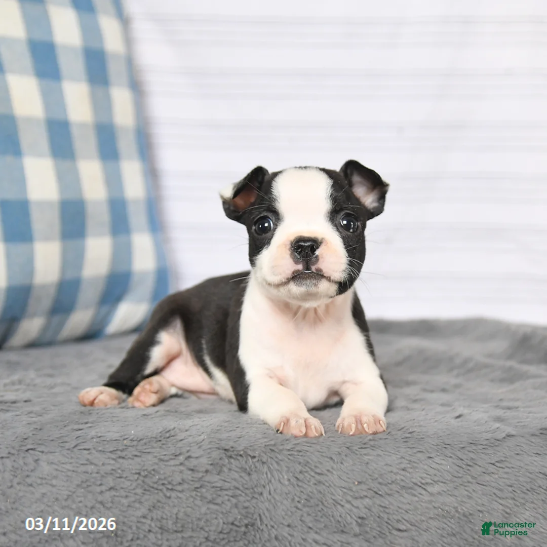 Boston Terrier dogs for sale: Ruby - Ad 2