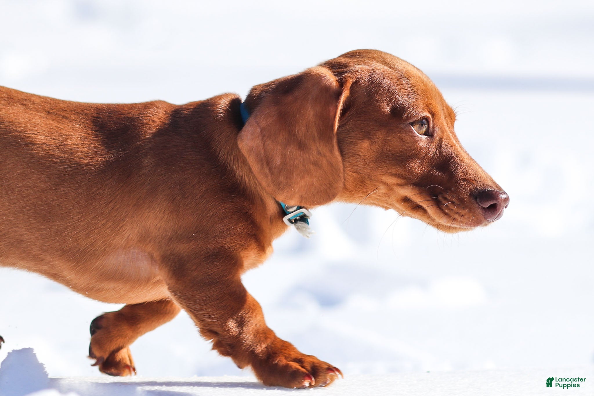 Dachshund dogs Harley - Ad 2
