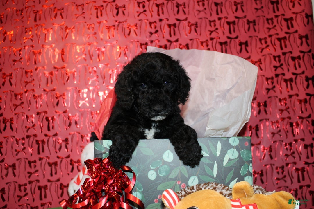 Miniature Poodle dogs for sale: Pepper - Ad 13