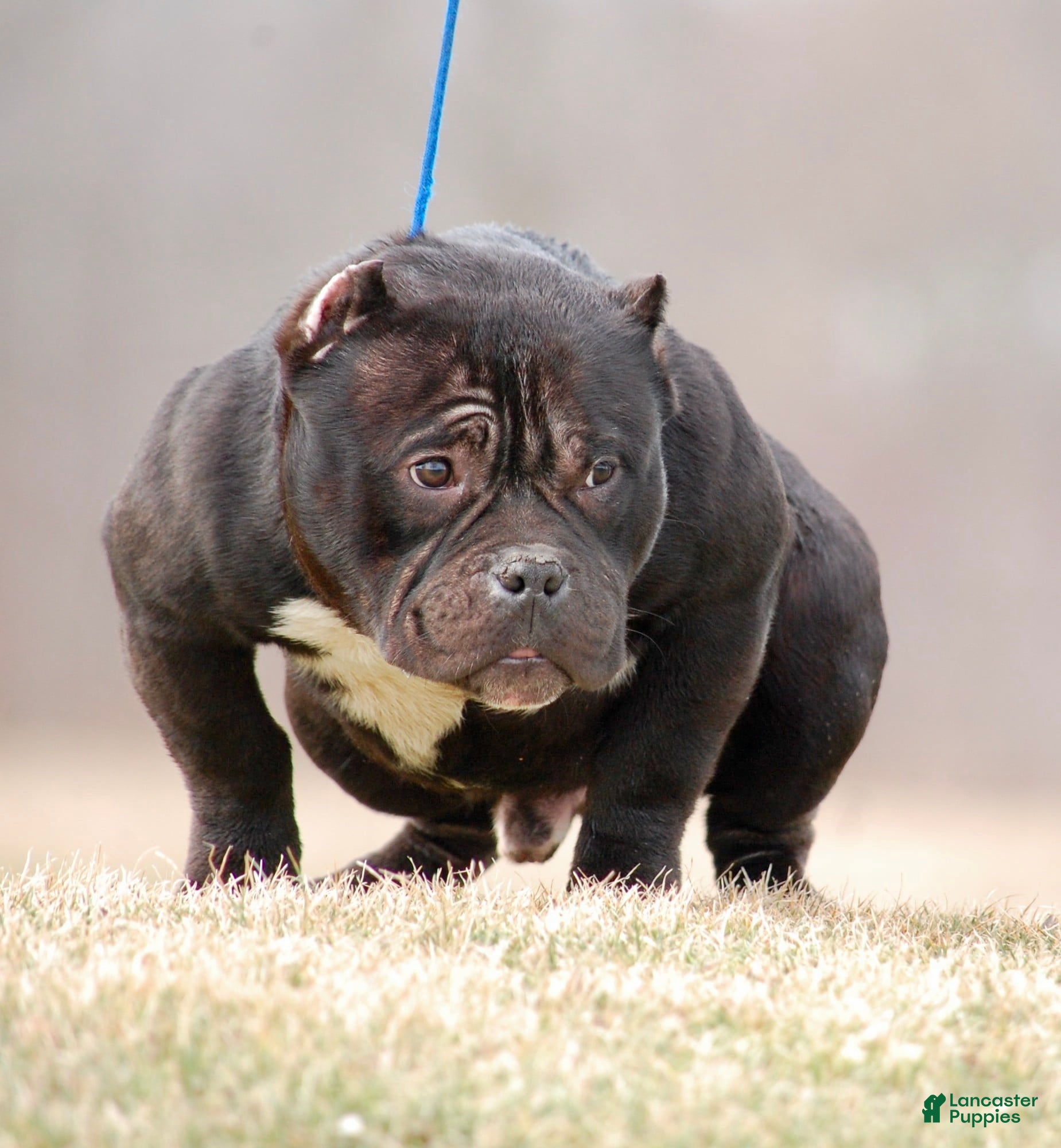 American Bully dogs Black Mamba - Ad 38