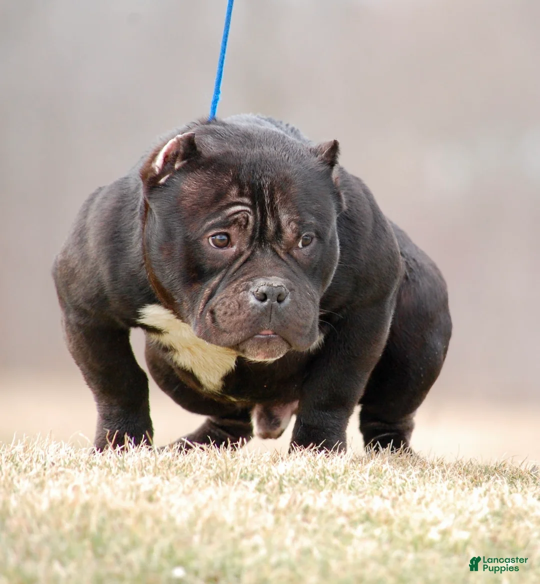 American Bully dogs for sale: Black Mamba - Ad 1