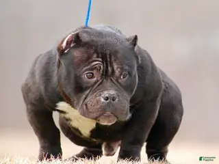 American Bully dogs Black Mamba - Ad 38