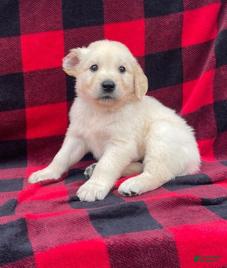 Golden Retriever dogs Snoopy - Ad 1