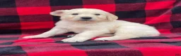 Golden Retriever dogs for sale: Snoopy - Ad 1