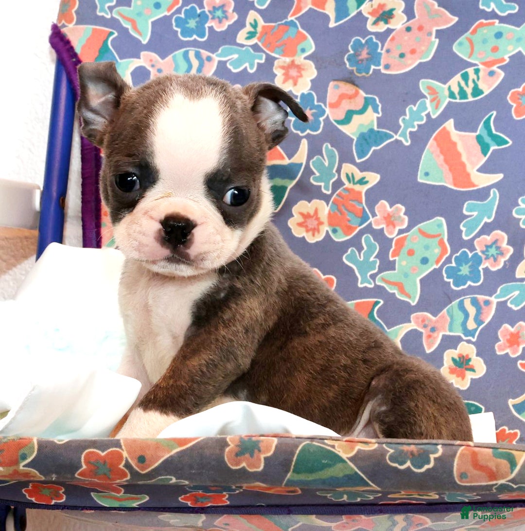 Boston Terrier dogs for sale: Snicker - Ad 6