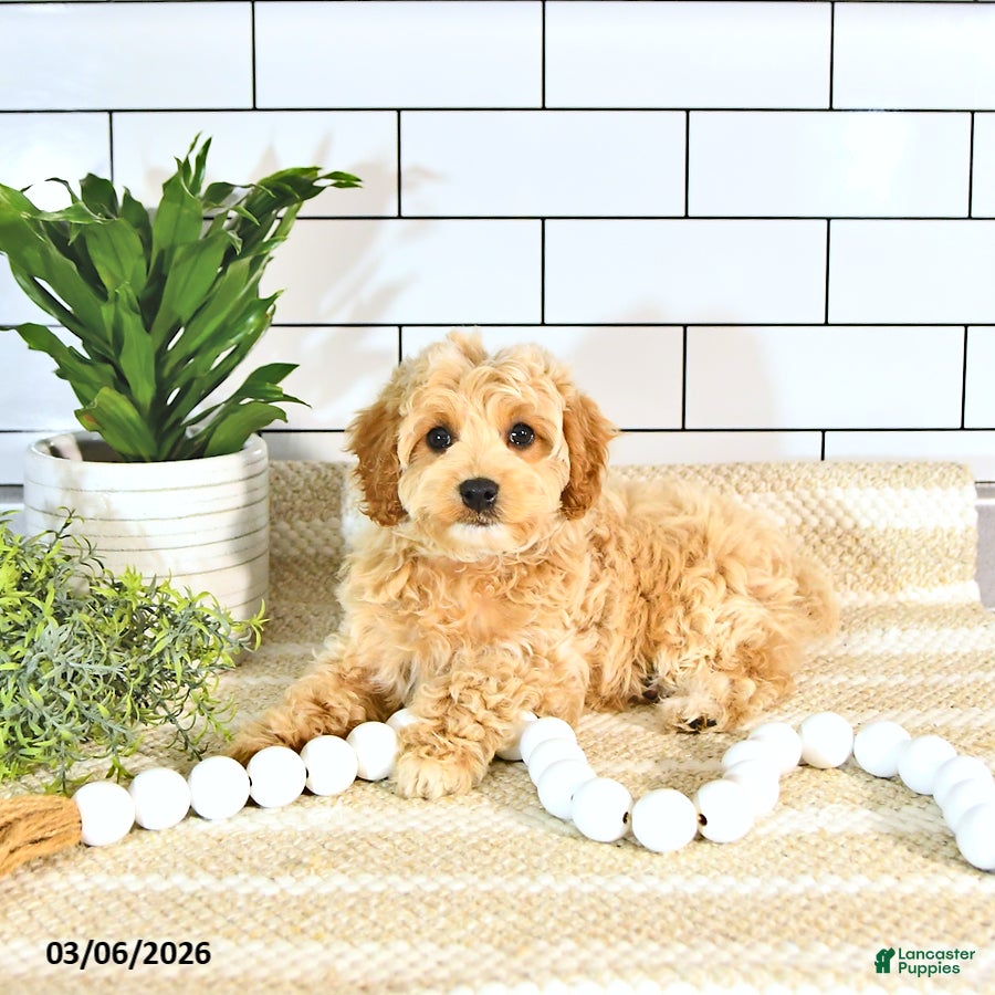 Cockapoo dogs Bentley EXTRA SMALL - Ad 2