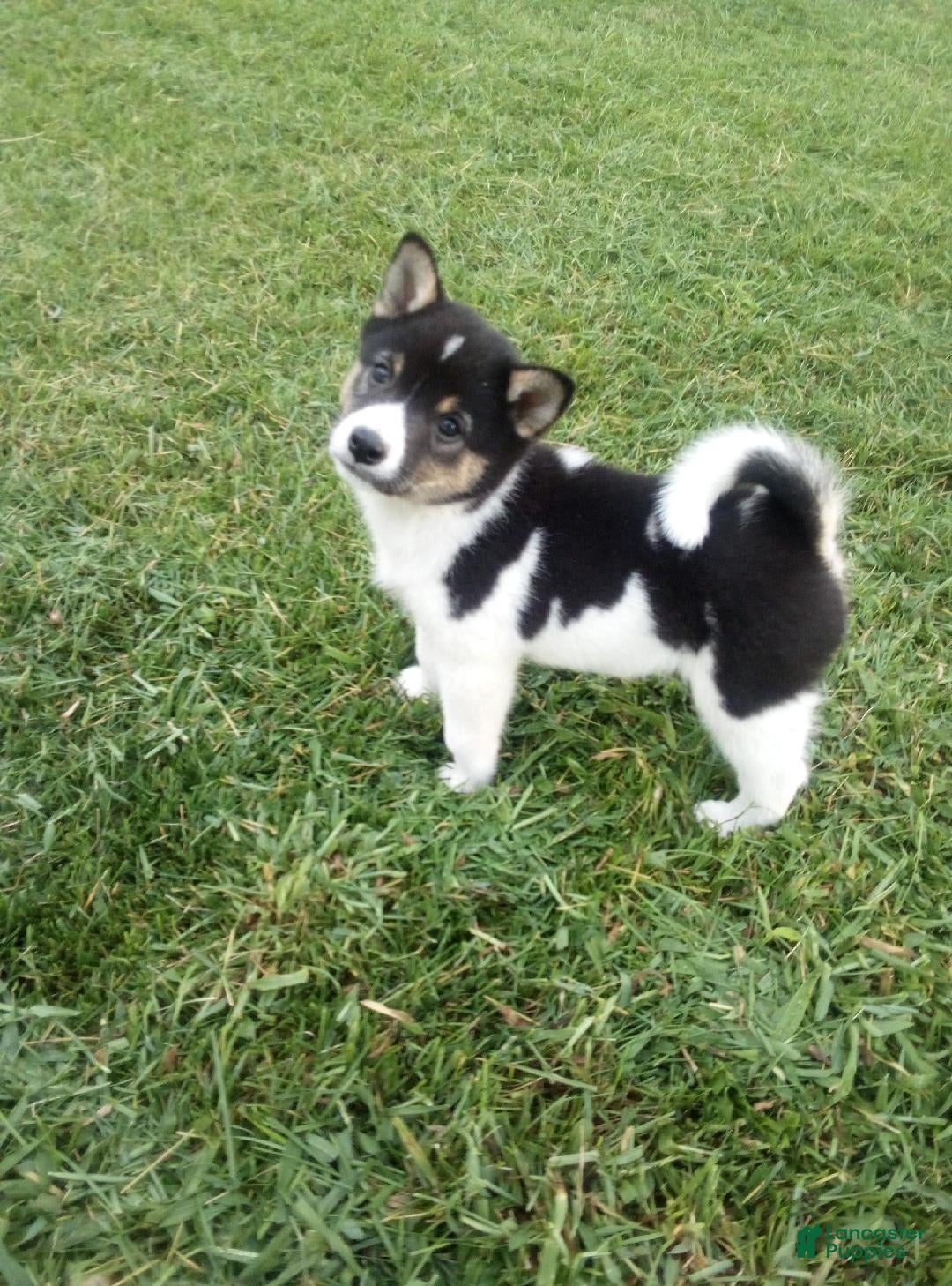 Shiba Inu dogs Shiba Inu 3 Jakey - Ad 29
