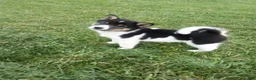 Shiba Inu dogs for sale: Shiba Inu 3 Jakey - Ad 1