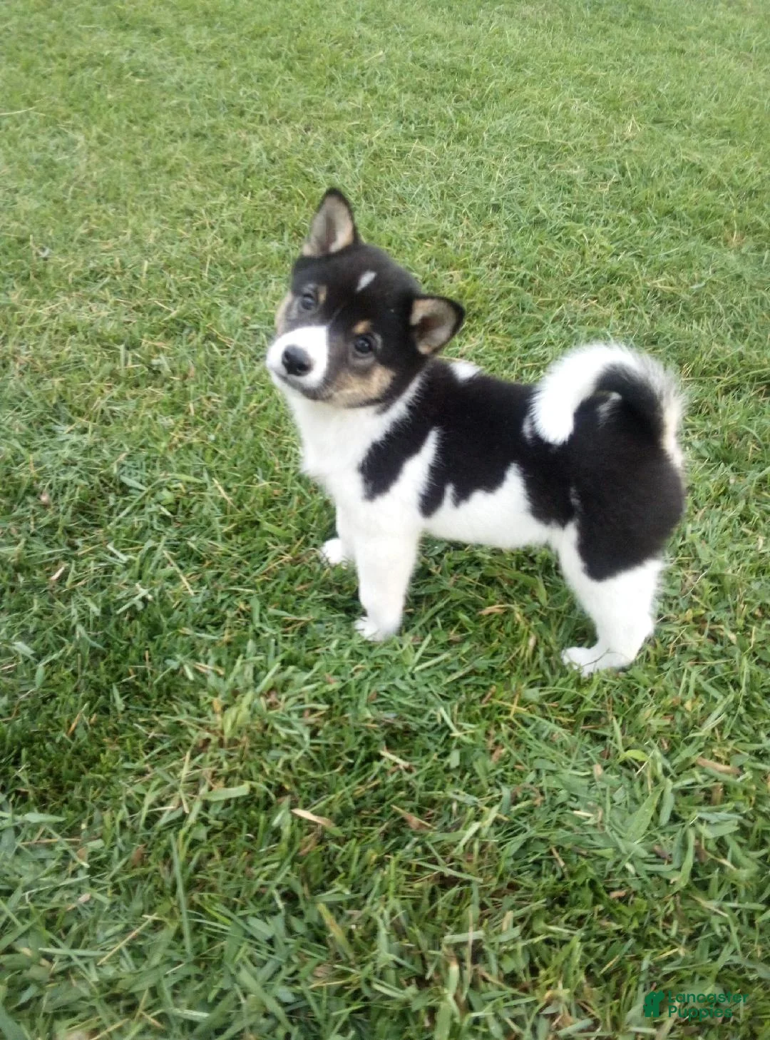 Shiba Inu dogs for sale: Shiba Inu 3 Jakey - Ad 1