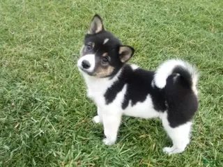 Shiba Inu dogs Shiba Inu 3 Jakey - Ad 25