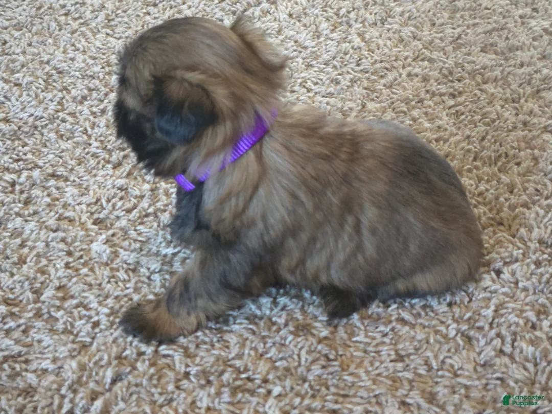 Shih Tzu dogs for sale: Gidget - Ad 8