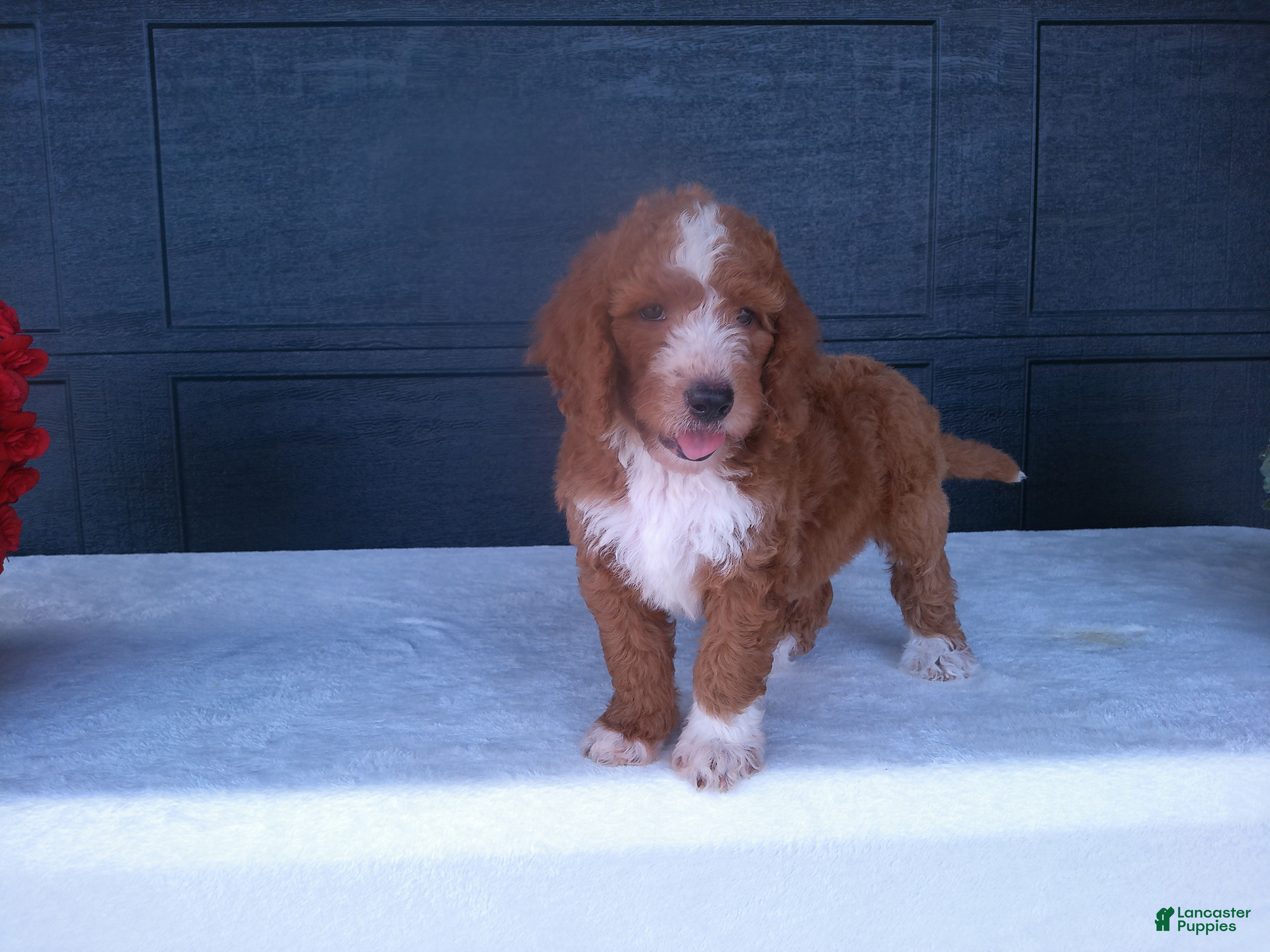 Goldendoodle dogs Chase - Ad 1