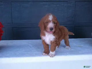 Goldendoodle dogs for sale: Chase - Ad 2
