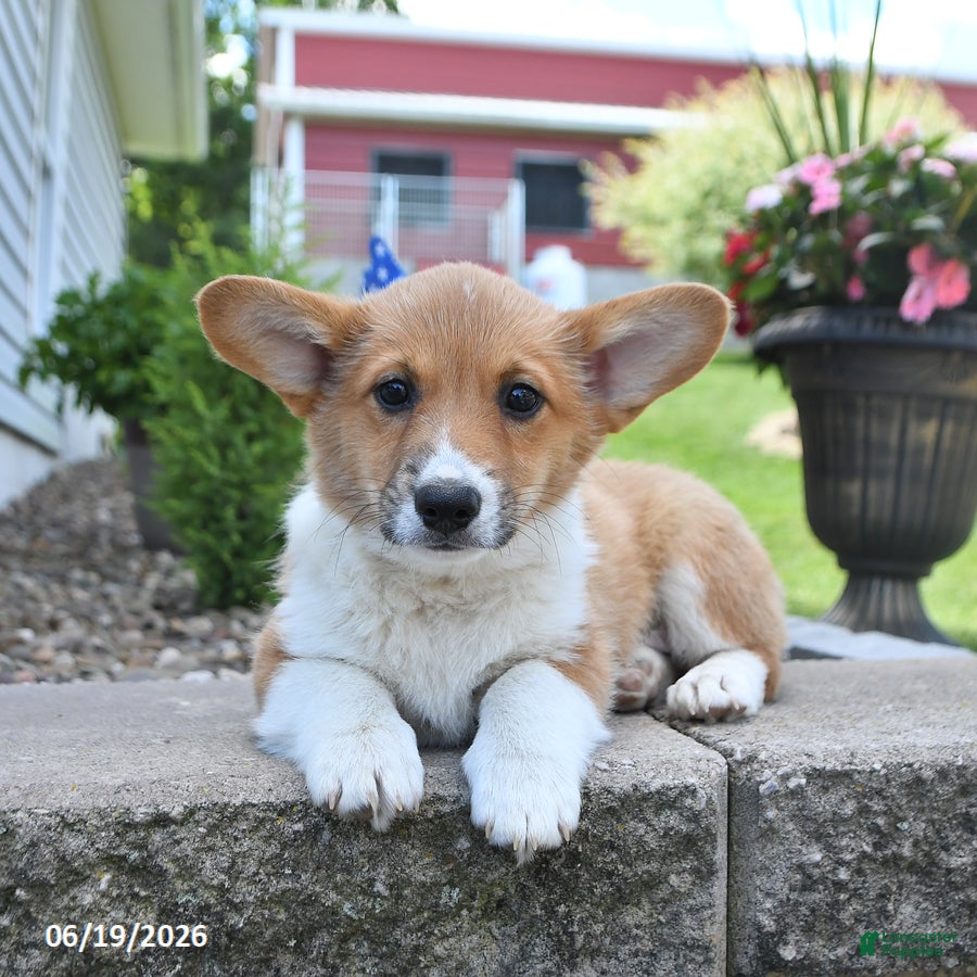 Welsh Corgi Pembroke dogs Robin - Ad 1