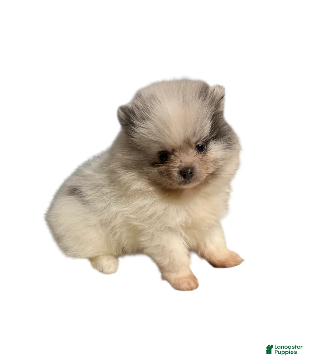 Pomeranian dogs for sale: Pomeranian Puppy 1 - Ad 2