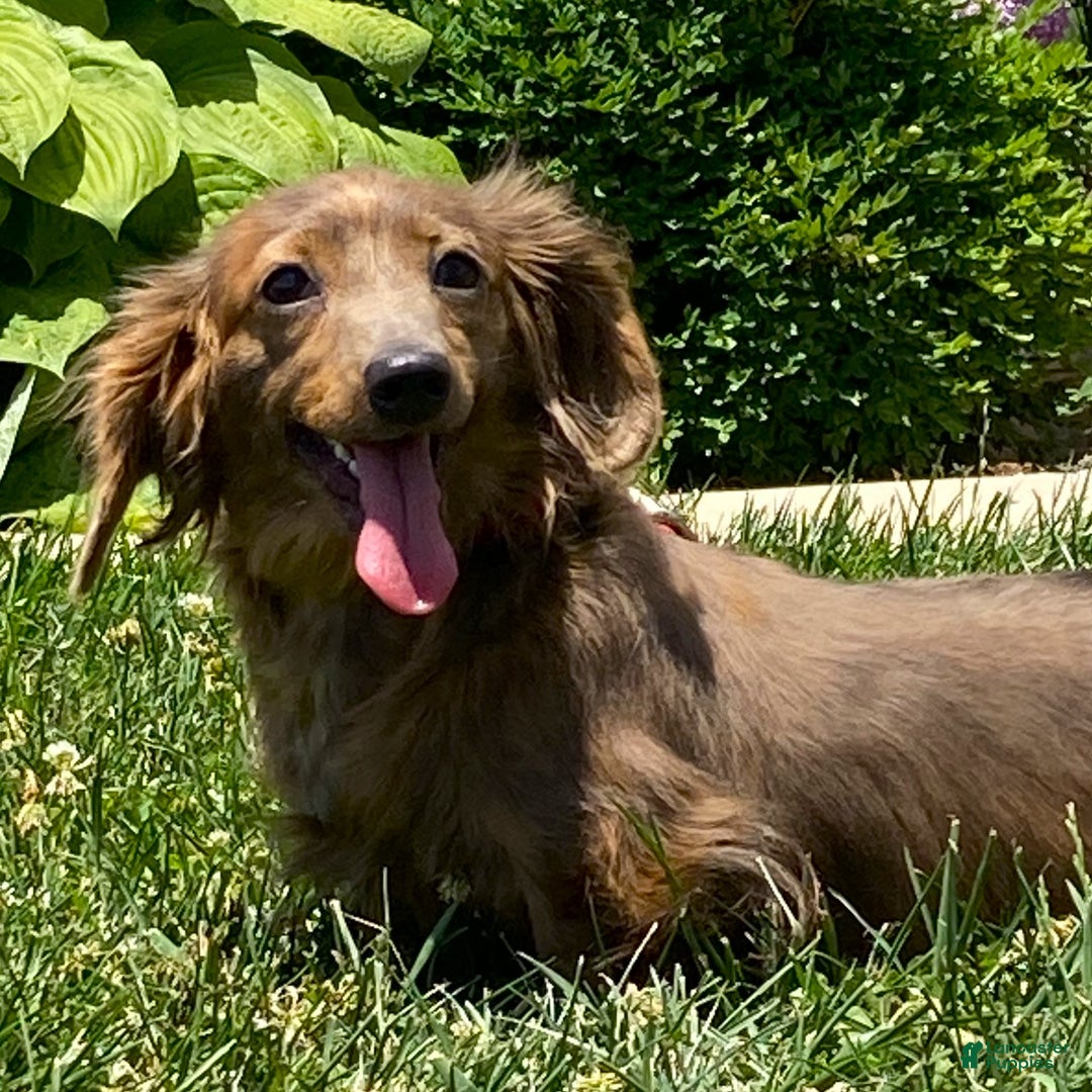 Dachshund dogs for sale: Lucy  - Ad 11