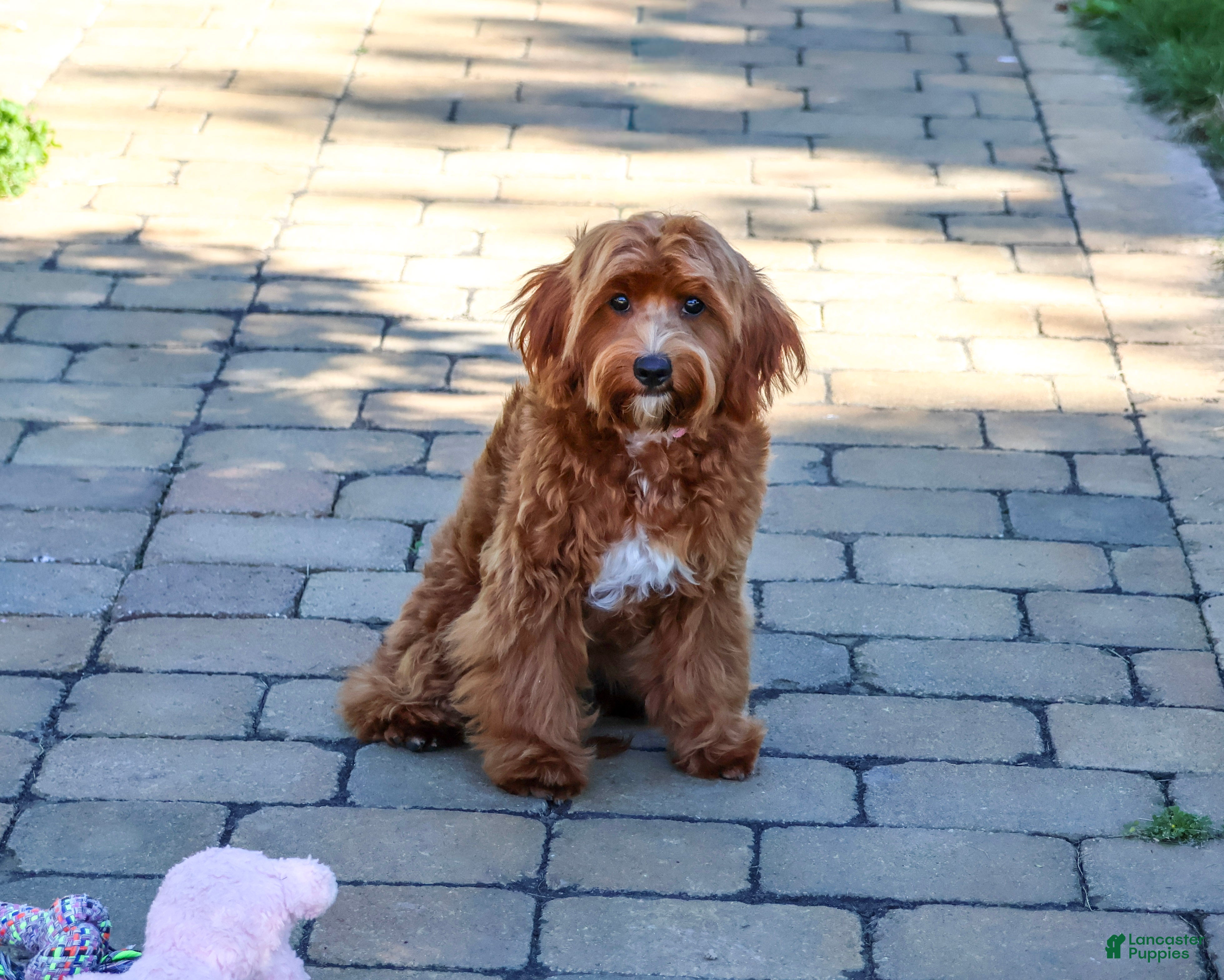Cavapoo dogs Kelsie - Ad 2