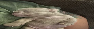 English Bulldog 4